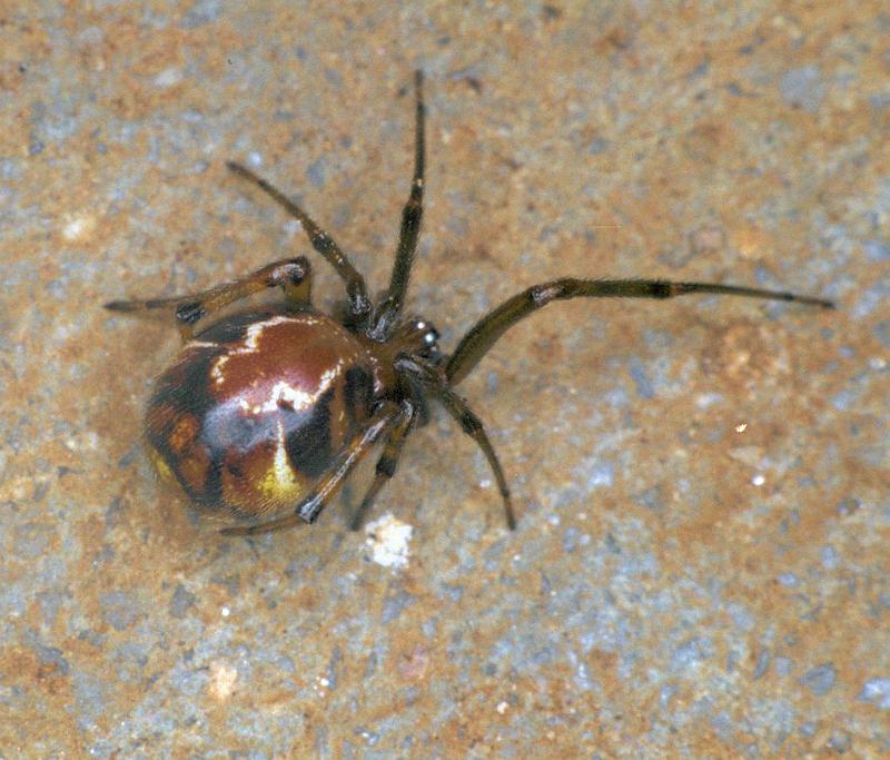 Parasteatoda_ZZ012_F0751_Z_85_Palmerstone park_Australie.jpg